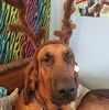 bellaevans369